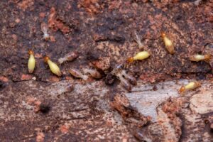 Termites eating wood | Featured image for the What to do if You Find Termites Blog from ASBIR.